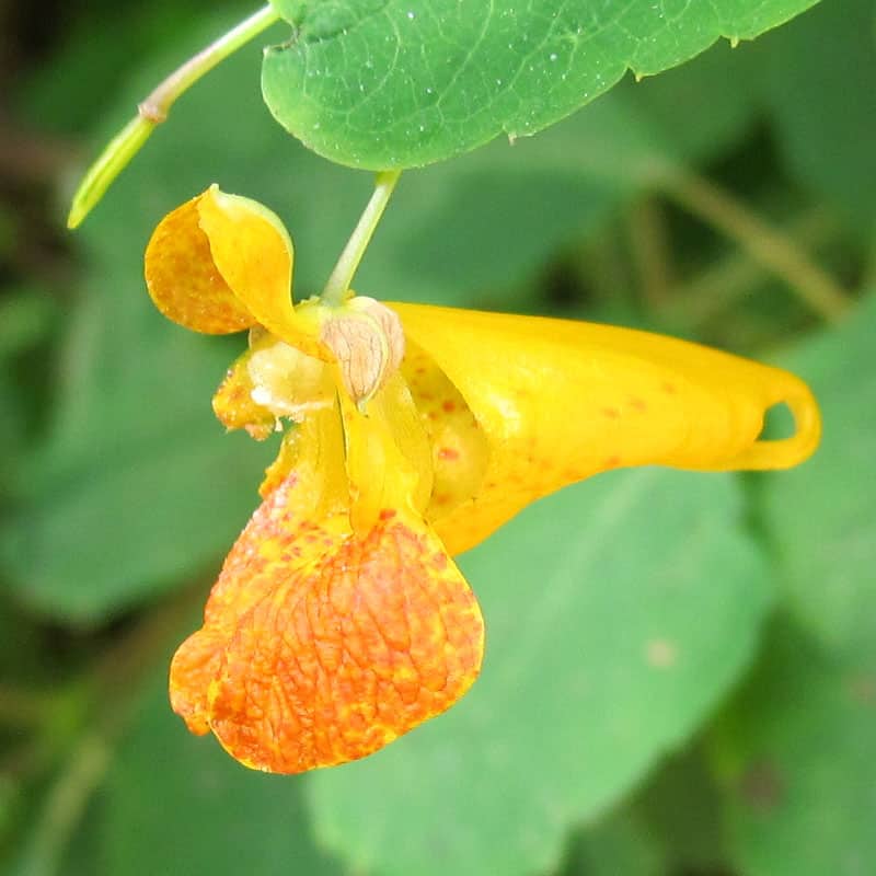 Jewelweed and Beyond: Traditional Herbs That Soothe Irritated Skin