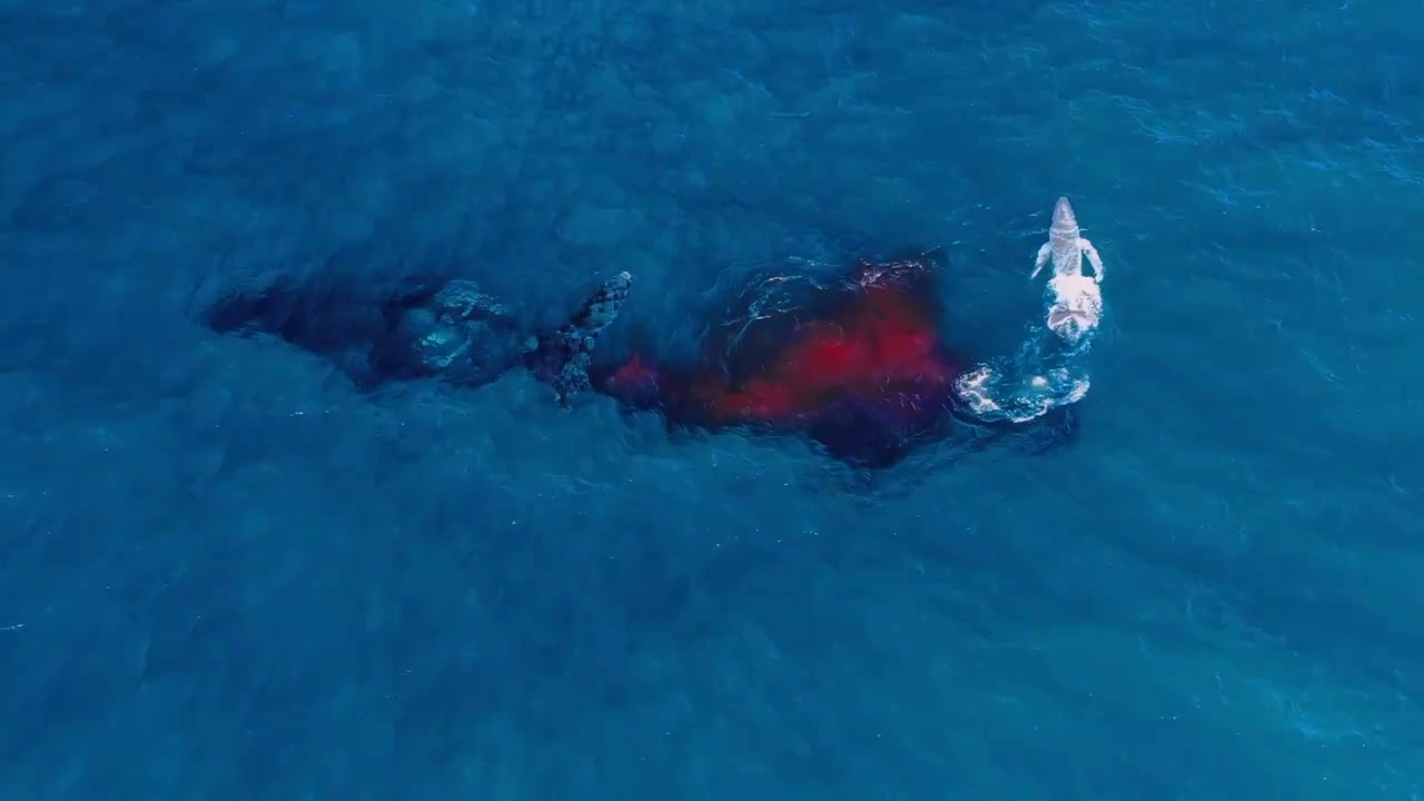 Drones Are Transforming How We See and Protect Humpback Whales