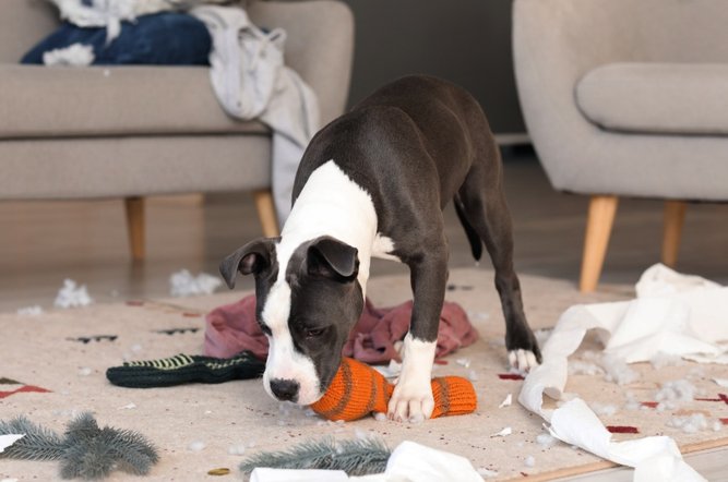 Common Household Items Posing Hidden Dangers to Your Dog