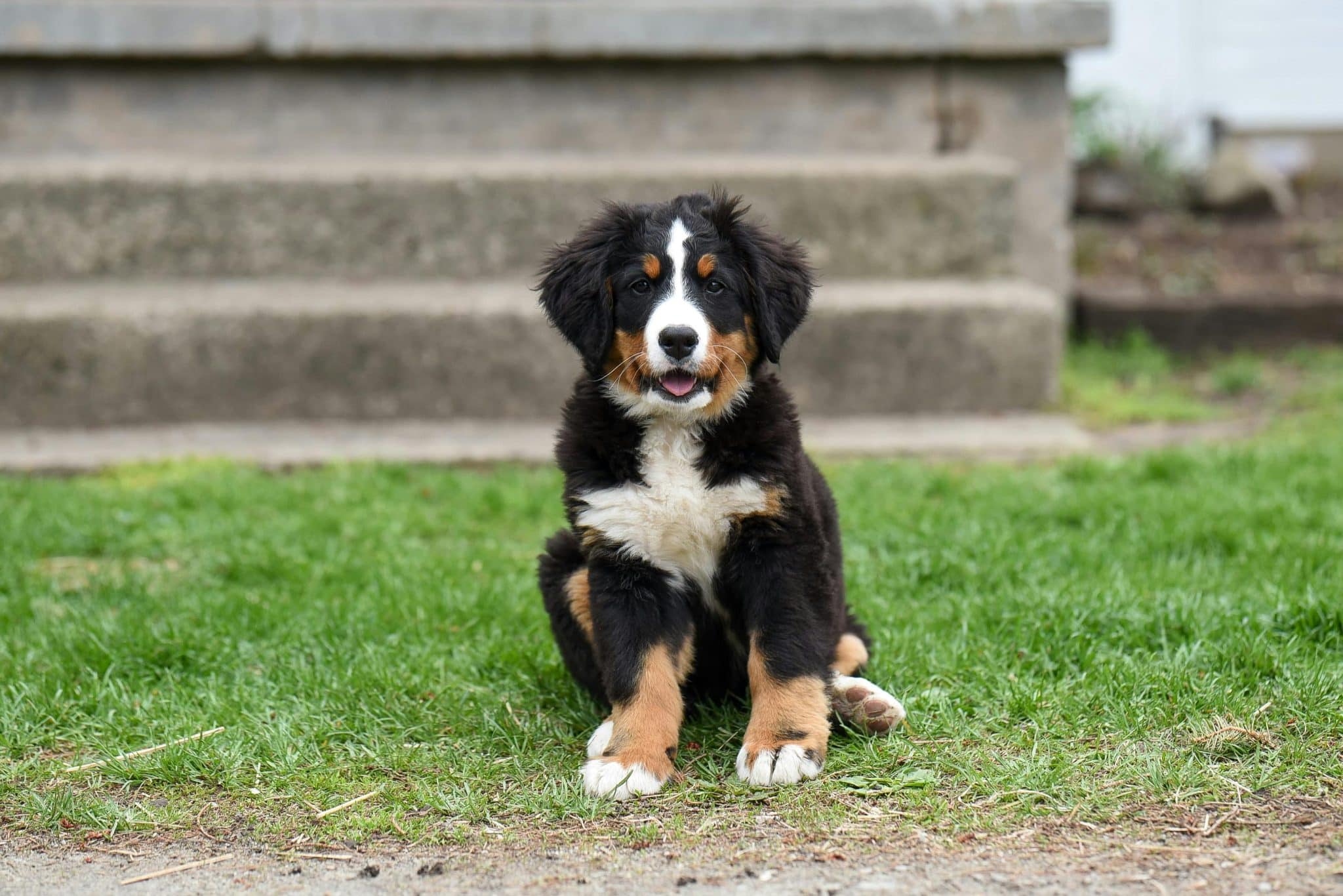 The Complete Supplement Guide for Large Breed Puppies