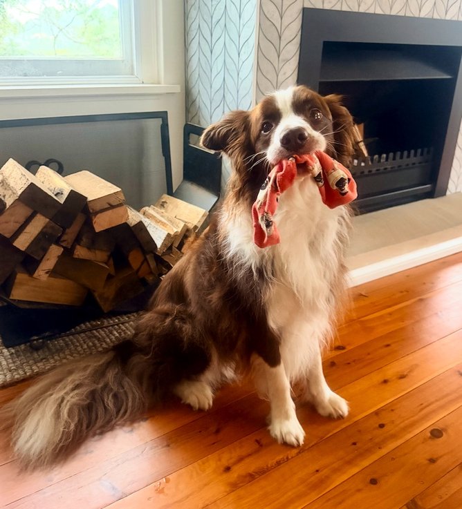 Common Household Items Posing Hidden Dangers to Your Dog