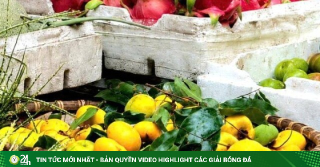 Từ quả thị đến nhãn Hưng Yên: cây ăn quả đặc sản bước vào phòng khách