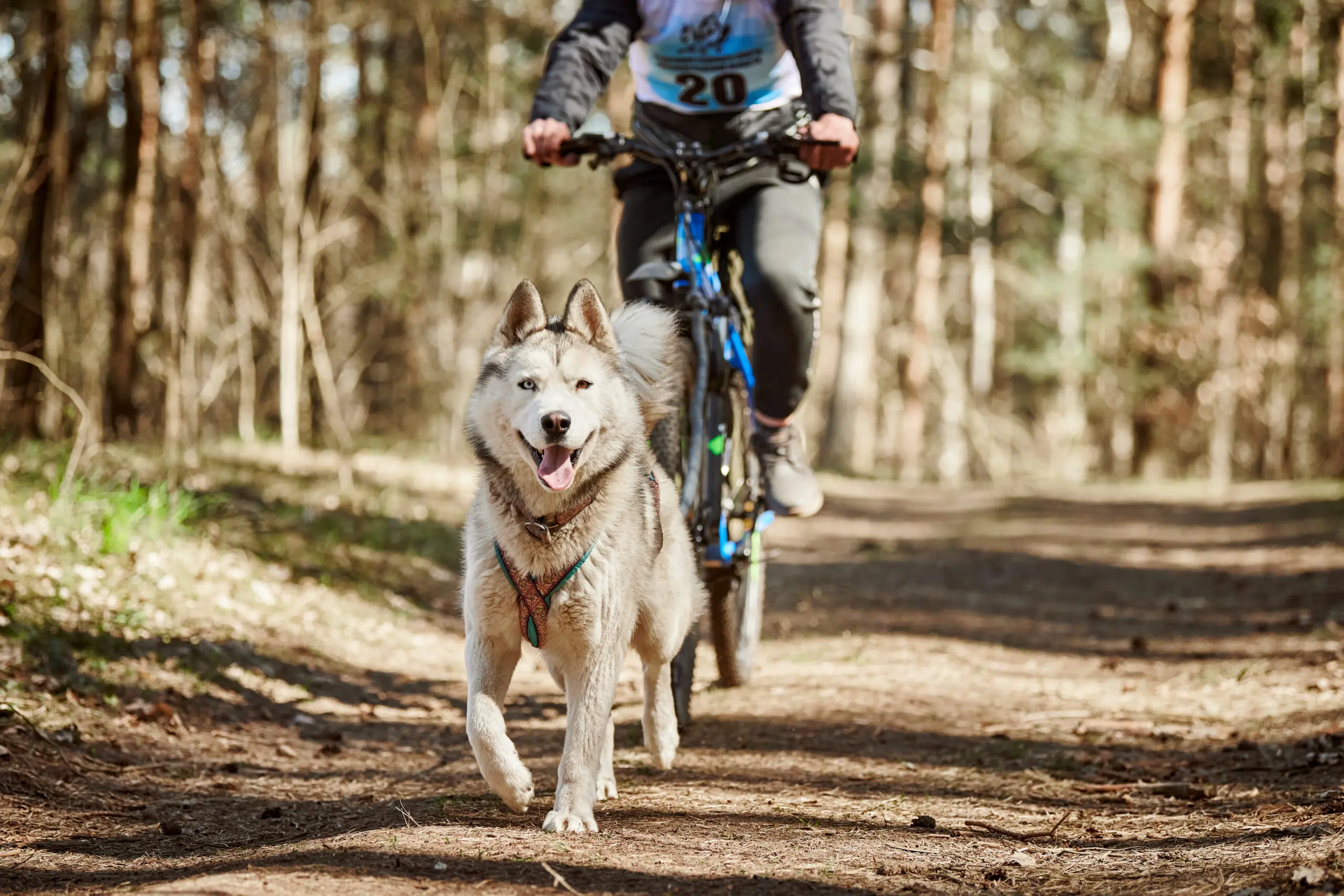 How to Keep Your Adventure Dog's Joints Healthy