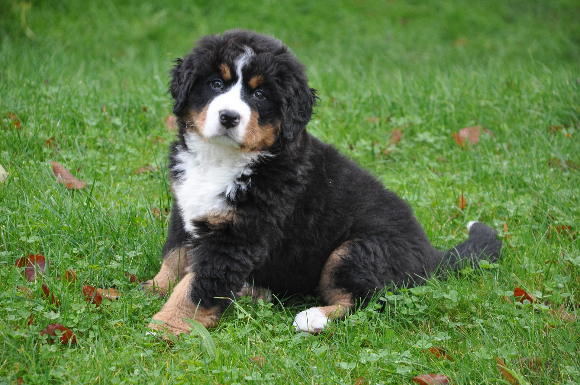 The Complete Supplement Guide for Large Breed Puppies