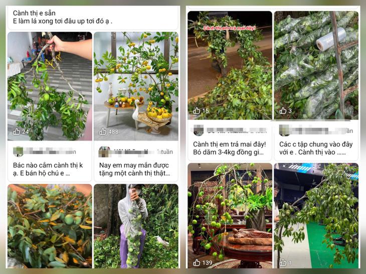 Từ quả thị đến nhãn Hưng Yên: cây ăn quả đặc sản bước vào phòng khách