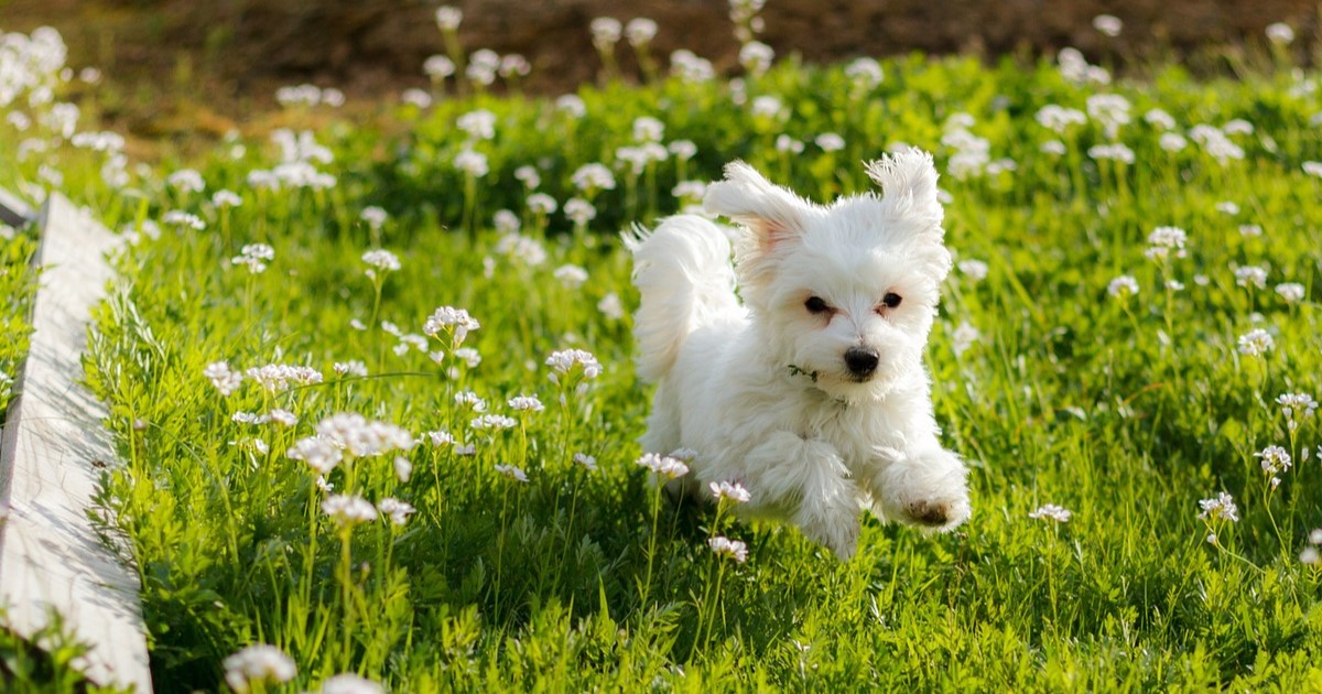Puppy Supplements by Breed: What Growing Dogs Need