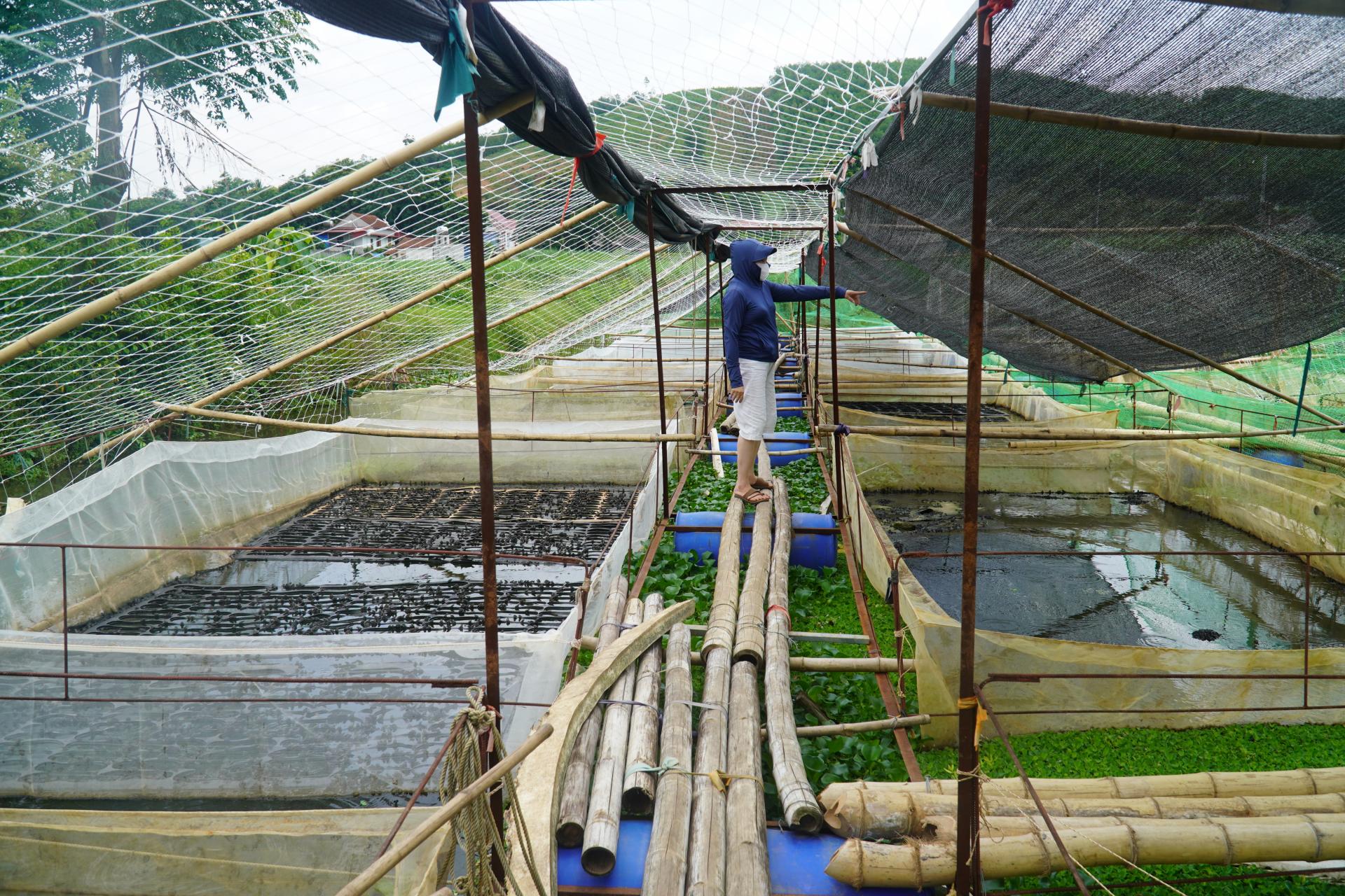 Nuôi ếch trên đất ngập úng: hướng đi kinh tế bền vững vùng trũng