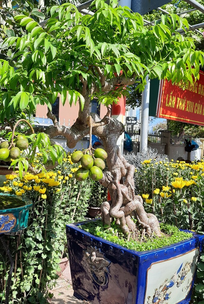 Quả cóc 85.000 đồng/kg: từ món vặt Sài Gòn đến biểu tượng tài lộc