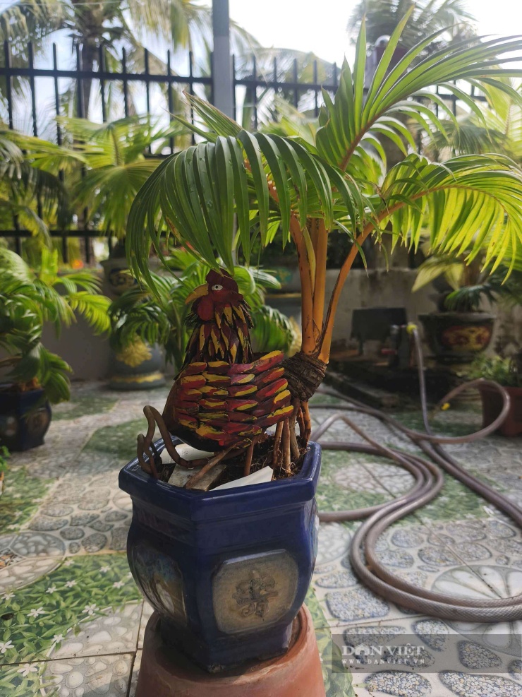 Từ trái dừa khô thành bonsai: Livestream mở đường cho cây ăn quả cao cấp