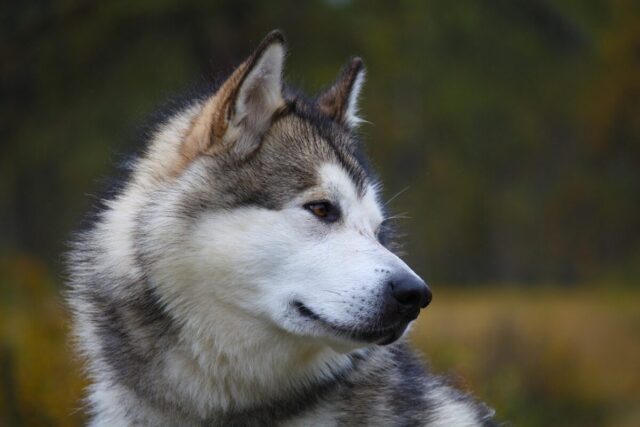 Puppy Supplements by Breed: What Growing Dogs Need