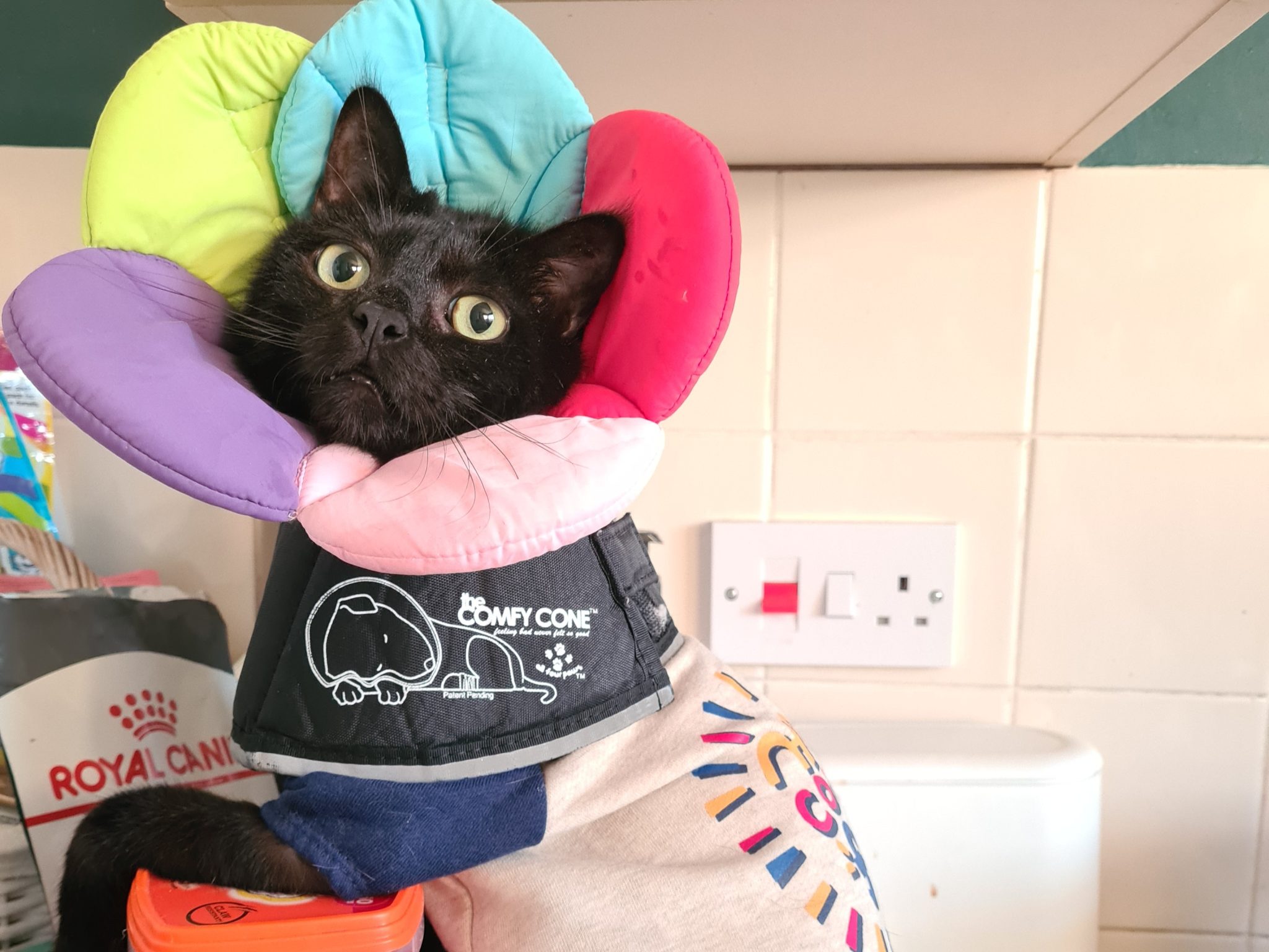 Why Fostering a Senior Cat Could Be the Most Rewarding Decision You Make