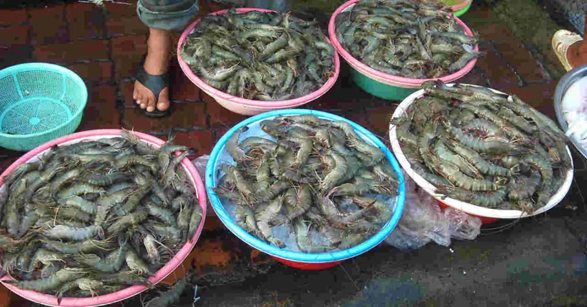 Người bán hải sản 20-30 năm mách: Cách chọn ngao, tôm, cua, mực tươi để không “rước bệnh”