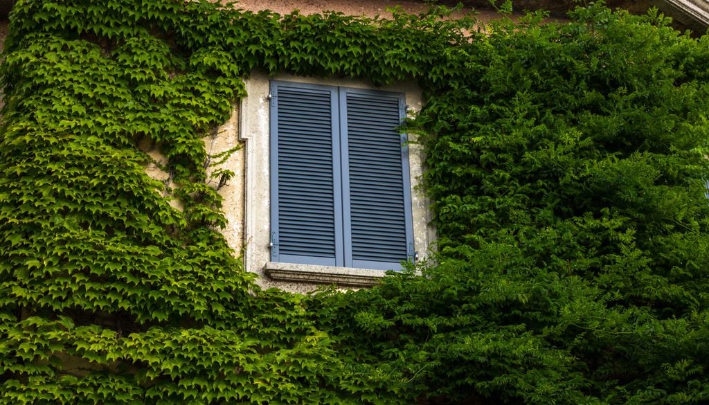 How to Use Houseplants as Natural Air Conditioning for Your Home