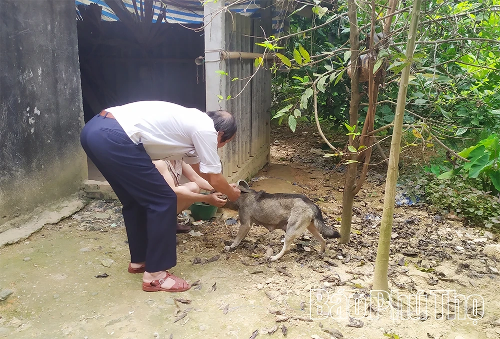 Tiêm phòng dại cho thú cưng: Đừng chờ thêm một ngày