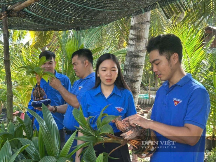 Từ trái dừa khô thành bonsai: Livestream mở đường cho cây ăn quả cao cấp