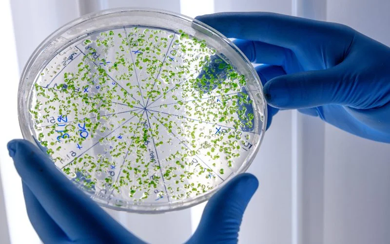 AI-Designed Viruses Take On Superbugs—and Our Nerve
