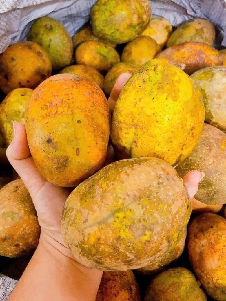 Quả cóc 85.000 đồng/kg: từ món vặt Sài Gòn đến biểu tượng tài lộc