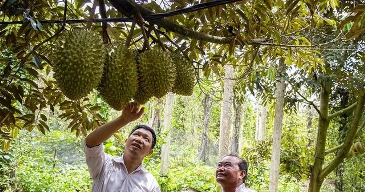 Việt Nam vượt rào kiểm nghiệm Trung Quốc: cơ hội vàng cho sầu riêng, mít