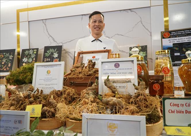 Sâm Ngọc Linh: chiến lược đưa quốc bảo thành thương hiệu toàn cầu
