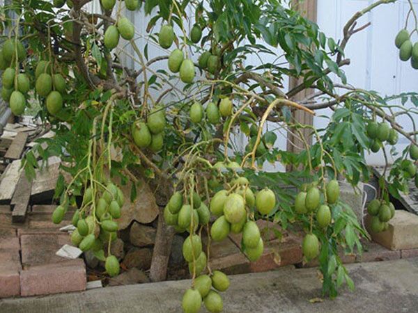 Từ cây ăn quả thường ngày thành bonsai: cuộc chơi mới của giới trẻ