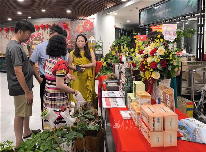 Sâm Ngọc Linh: chiến lược đưa quốc bảo thành thương hiệu toàn cầu