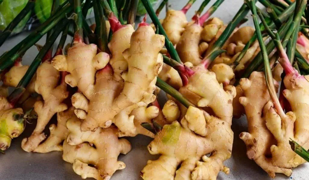 Cây thuốc nam quanh nhà giúp tăng đề kháng khi giao mùa