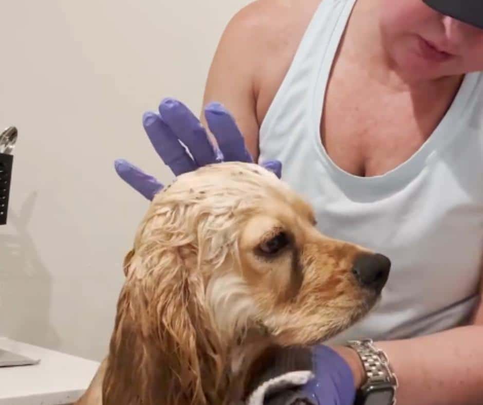 How Dogs Detect and Respond to Human Health Crises