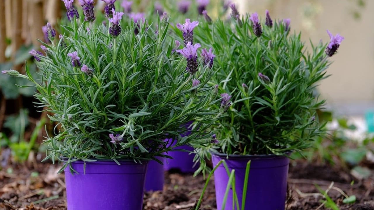 Lavender and Aromatic Plants That Repel Insects and Calm Your Space