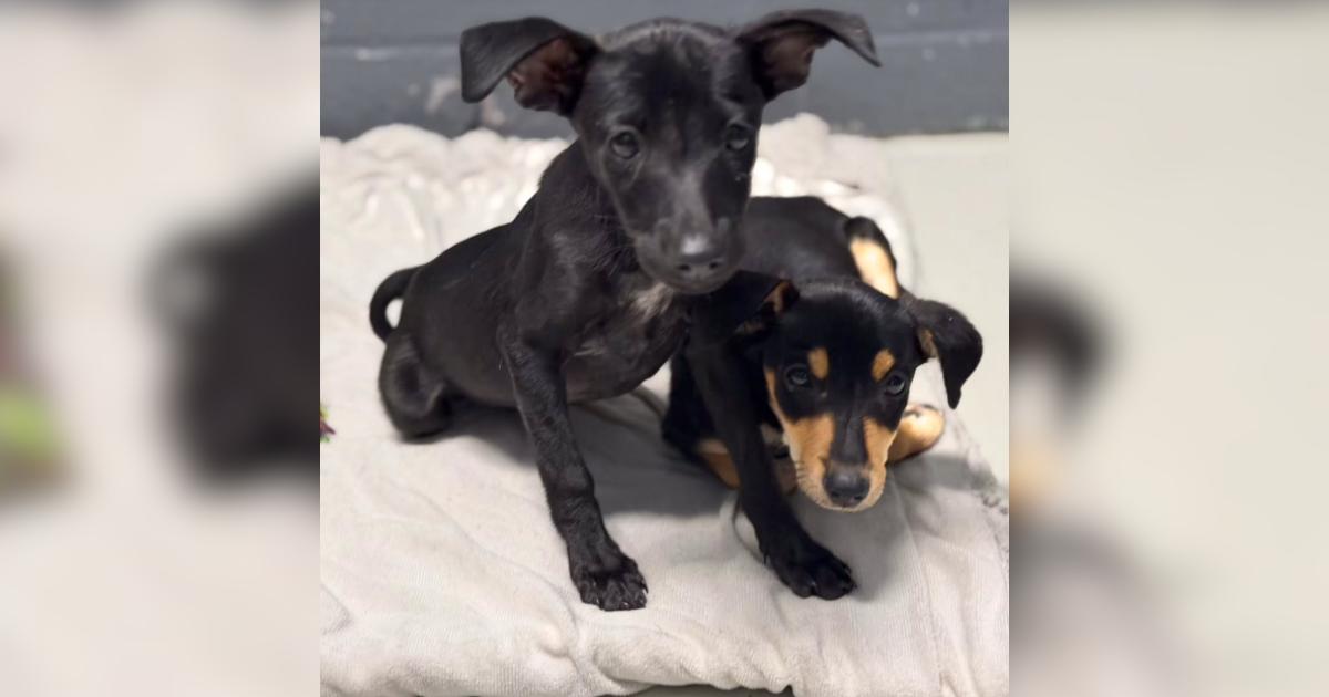 How Rescued Dogs Overcome Trauma: Inside the Real Healing Journey