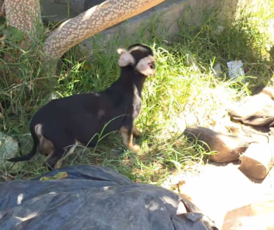 How Rescued Dogs Overcome Trauma: Inside the Real Healing Journey