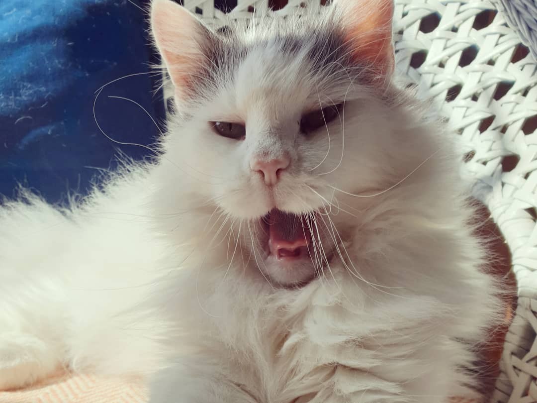 Why Fostering a Senior Cat Could Be the Most Rewarding Decision You Make