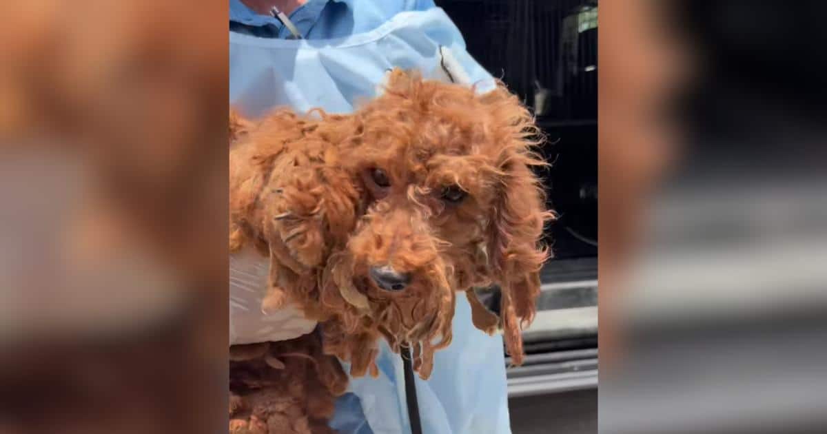 How Rescued Dogs Overcome Trauma: Inside the Real Healing Journey