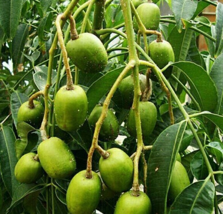 Quả cóc 85.000 đồng/kg: từ món vặt Sài Gòn đến biểu tượng tài lộc