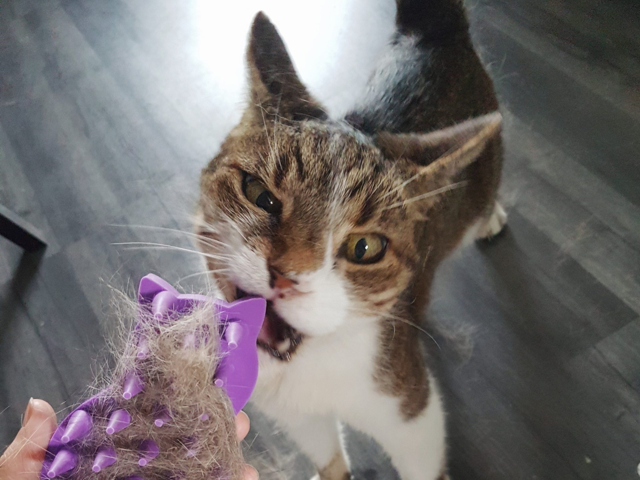 Why Fostering a Senior Cat Could Be the Most Rewarding Decision You Make