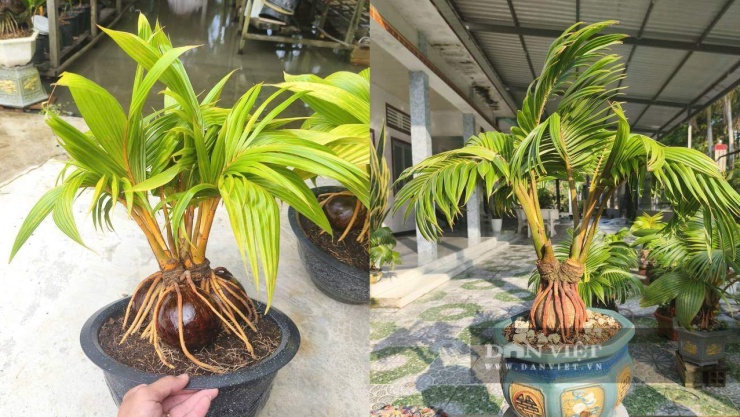 Từ trái dừa khô thành bonsai: Livestream mở đường cho cây ăn quả cao cấp