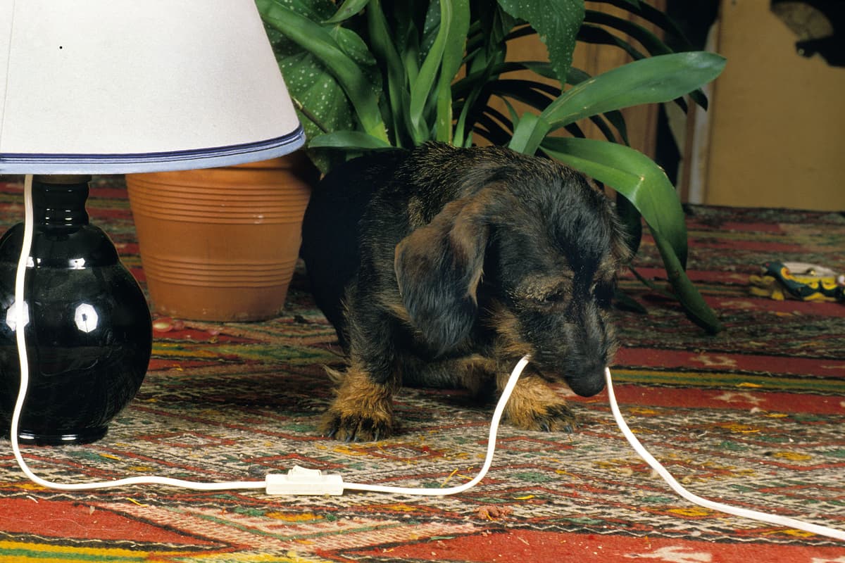 Dog Breeds Most Prone to Aggression and Destruction—and How to Choose the Right One