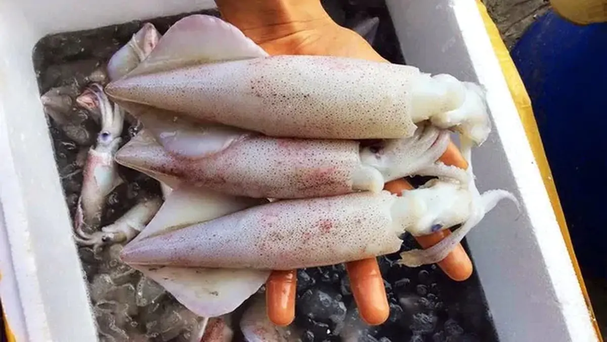 4 loại ngao và 5 loại mực tuyệt đối không nên mua