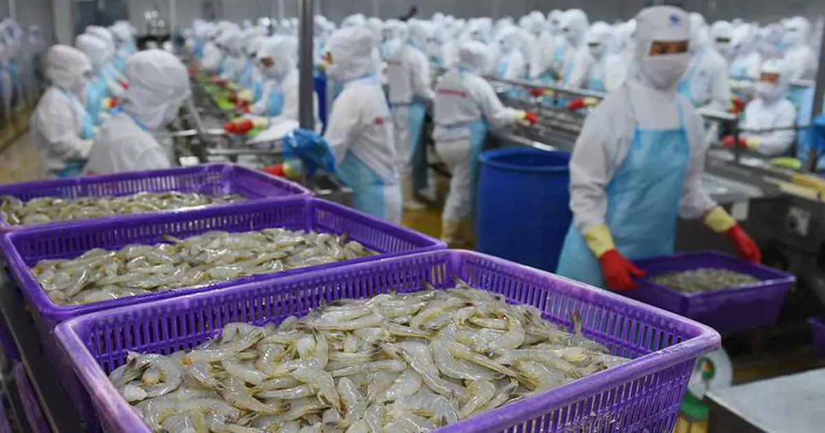 Thuế bổ sung của Mỹ siết chặt xuất khẩu tôm đông lạnh Việt Nam
