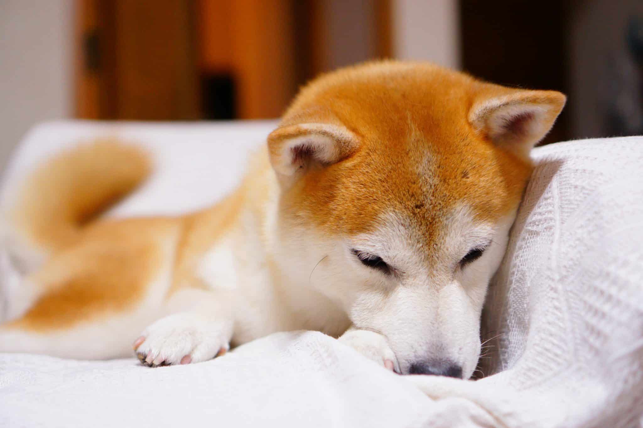 Puppy Supplements by Breed: What Growing Dogs Need