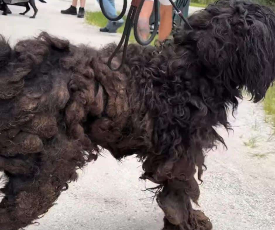 How Rescued Dogs Overcome Trauma: Inside the Real Healing Journey