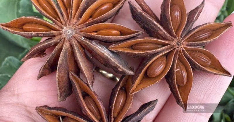 Na Dương 3 và nhà máy hoa hồi: Cặp đôi công nghiệp mới của Lạng Sơn