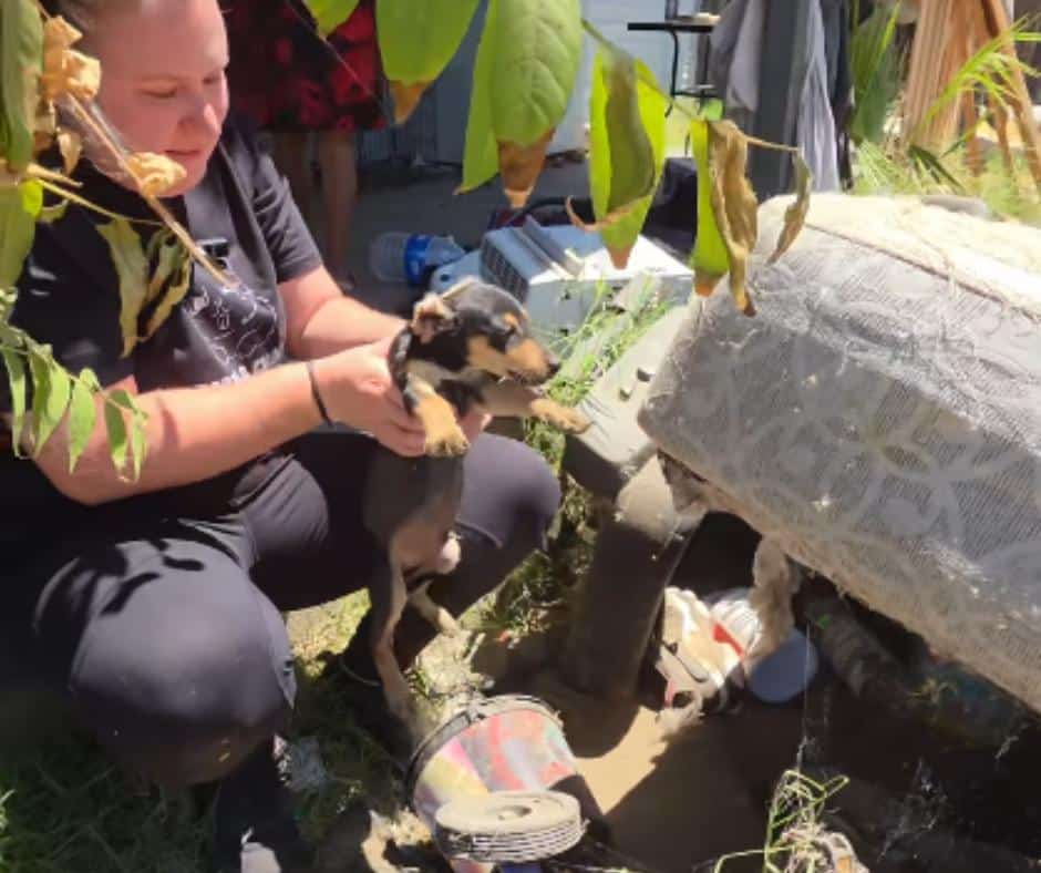 From Neglect to Healing: How Rescued Dogs Learn to Trust Again