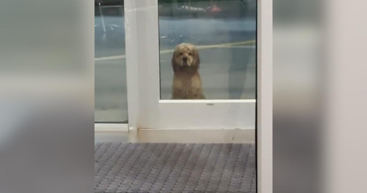 How Dogs Detect and Respond to Human Health Crises