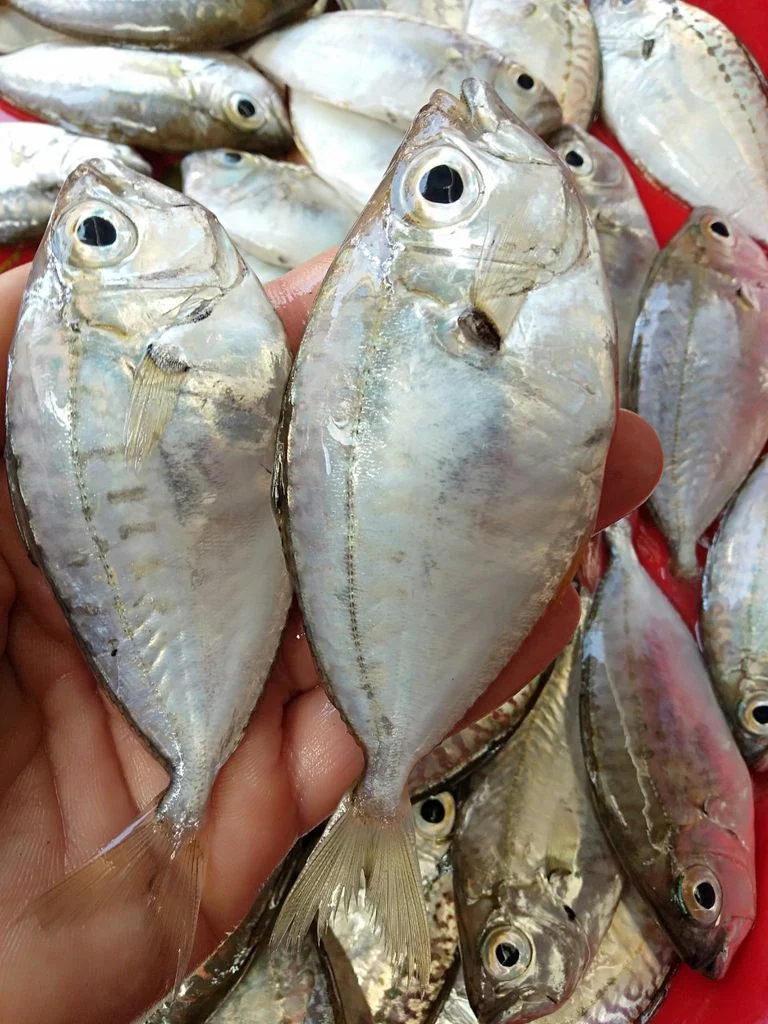 5 loại cá biển giá bình dân nhưng cực bổ dưỡng nên mua