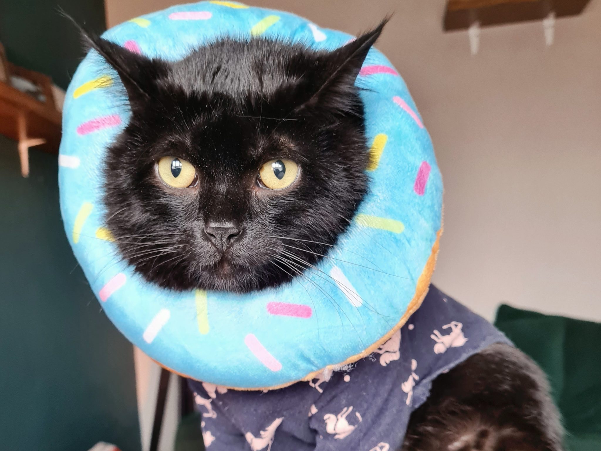 Why Fostering a Senior Cat Could Be the Most Rewarding Decision You Make