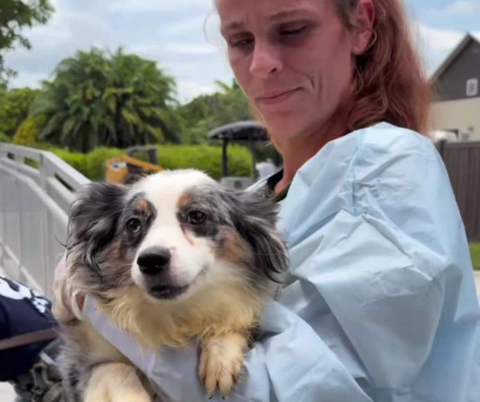 How Rescued Dogs Overcome Trauma: Inside the Real Healing Journey