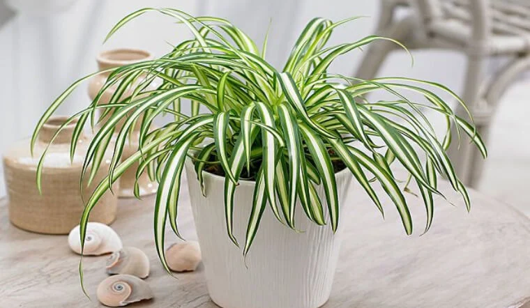 10 loại cây phong thủy lọc không khí cho nhà hiện đại