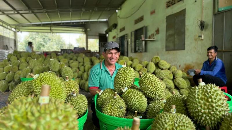Mở rộng mạng lưới phòng kiểm nghiệm: bước ngoặt cho sầu riêng, mít vào Trung Quốc