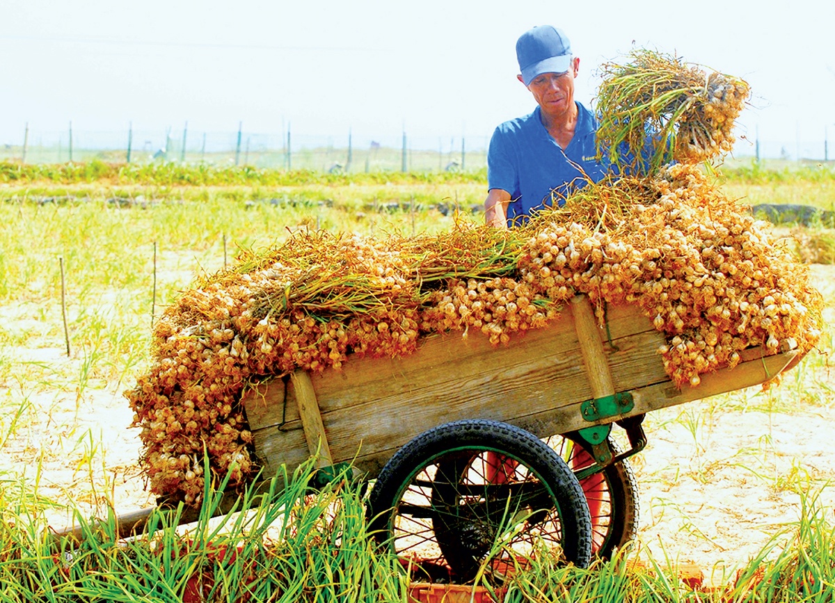 Tỏi tươi: Cách chọn và chế biến để tối đa hóa lợi ích sức khỏe