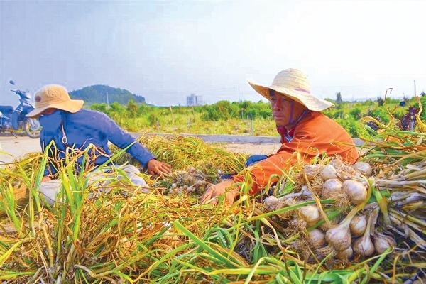 Tỏi tươi: Cách chọn và chế biến để tối đa hóa lợi ích sức khỏe
